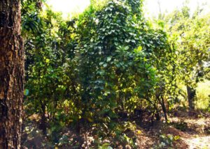 Angola - Land for Carbon Credit