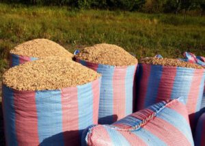 Benin - Soybean