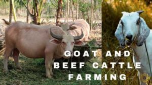 Goat and Beef Cattle Farming