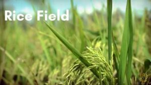 Idrus Rice Field