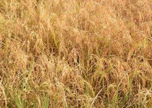 Ivory Coast - Rice Farm