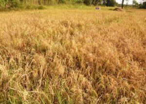 Ivory Coast - Rice Farm