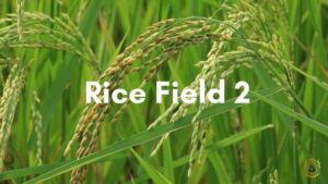 Rice Field