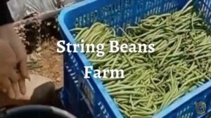 String Beans Farm