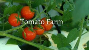 Iing Tomato Farm